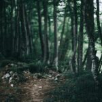 Begleitung Coaching Kinesiologie